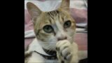 My Hand So Yummy – Cat shop manager at Cat Cafe 10 #shorts