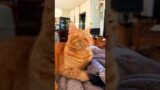 My trouble maker orange cat #cat #shorts