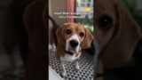 Not a troublemaker or am I? #beagletales #beaglelife #funny