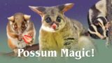 Possums – They're Not What You Think They Are