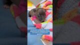 Puppy that was just a few days old without a front paw was about to be euthanized