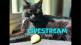 Purrsday LIVE with the Furries