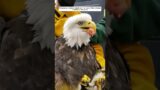 Rescue an injured eagle on the road, then release it back to the wild. #animalshorts