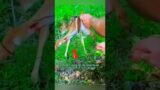 Rescue the entangled fawn #shortvideo #rescue #animals #cute #deer #shots