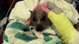 Rescuing a juvenile flying-fox:  this is Elizondo