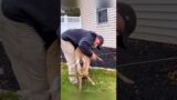 Rescuing the injured deer brings unexpected joy#shorts #shortsvideo #animals #rescue #cuteanimals