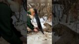 Rescuing the injured lynx brings unexpected joy #shorts #shortsvideo #animals #rescue #cuteanimals