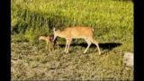 Rogue Doe Trying to Attack Young Fawn – Mother Doe To the Rescue | Nature | Wildlife
