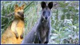 **SWAMP WALLABY** A Short Informative Video | Mini Documentary | NATURE EXPOSED AUSTRALIA | EP3, S2