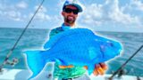 Searching for the Elusive Blue Parrotfish