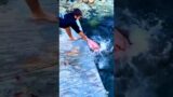 Sharks Attack Viral video #shark #animals #attack #fighting #shortsfeed #minivlog #trending