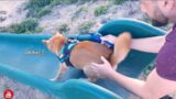 Shiro braves the slide for the 1st time!