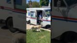 Stop! In The Name Of Love – Dog Loves Mail Lady #cute #funny #dogshorts