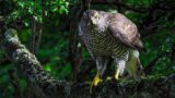 The Elusive Forest Animals of Wild Great Britain | Our World