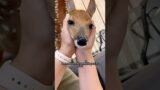 The fawn knelt down to express gratitude to its benefactor #animals #rescue #recovery #shortvideo