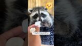 The girl found a baby raccoon lying helpless on the grass and then brought it home #shorts #animals