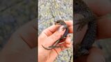 The keeper adopted an abandoned lizard #animals #rescue #recovery #shortvideo #shorts