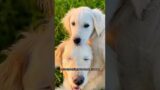 The little puppy became the blind dog’s eyes #animals #rescue #dog #shortvideo #shorts