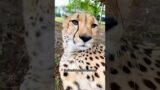 The rescue station aided the injured mother leopard #animals #rescue #cheetah #shortvideo #shorts