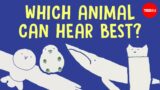 These animals can hear everything – Jakob Christensen-Dalsgaard