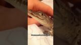 This is a gentle and well-behaved crocodile #animals #rescue #recovery #shortvideo #shorts