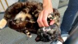 Tortoiseshell cat lives in a cafe