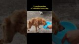 Transformation of a disabled stray dog #animalrescue #dogrescue