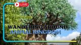 Wandering around Wednesday at Animal Kingdom- Disney World Live