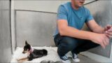 Watch her reaction when she's PET for the First Time in her life