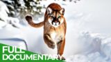 Wild Cats – The Americas | Free Documentary Nature