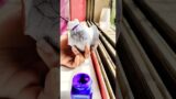 pot painting #potpainting #terracotta #shorts #shortvideo #art #painting #draw #artshorts #popular