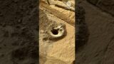 4k Latest Views From Mars Surface #YouTube #Shorts