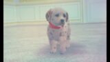 Troublemaker