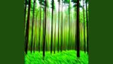 Forest Dreamscape