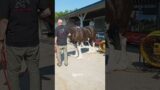 2024 breyerfest against all odds short experience video