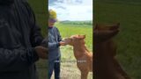 A foal that lost its mother #shortsvideo #shorts #animals #rescue #healing #animalrescue