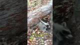 A little raccoon crushed by a tree#animalshorts #rescue #healing #shortvideo #cuteanimals