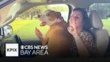 Against All Odds Dog Finally Reunited with Owner After Two Years