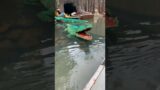 Avocados to the Rescue 2 #lego #legoland #crocodile #avocado #shorts