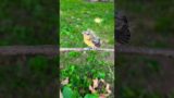 Awe! Baby Goldfinch #goldfinches #babybird #babybirds #awe #babywildlife #birds #birdwatching