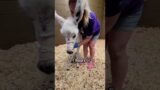 Baby donkey survives against all odds