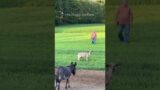 Benny the rescue sheep! #shorts #onehappyassfarm #lamb #sheep #rescue #trending #animals #explore