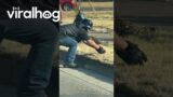 Biker Rescues 10 Baby Ducks Stuck on the Road || ViralHog