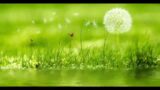 Brent Dotson Rapture (cakewalk recording track 1)