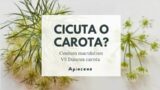 CICUTA O CAROTA ? Hemlock vs wild carrot