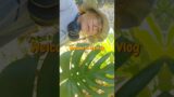 CRITTERS, A JUNGLE & FORAGING TROPICAL PLANTS  #islandliving #hawaii #shorts #fyp #vlog #islandgirl