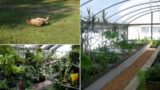 Crazy Plants For Crazy Critters June 2023 ~ Upside Down Torts, Awesome Plant Stock, and Tours Talk!