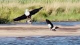 Eagle Catches Baby Goose from Mom – But She Comes to the Rescue