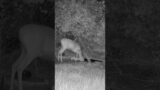 Fawn Falls in Water Hole! Mama Doe to the Rescue #wildlife #nature #deer #shorts #outdoors #viral