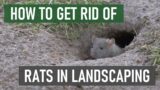 How to Get Rid of Rats in Gardens & Ornamental Landscapes